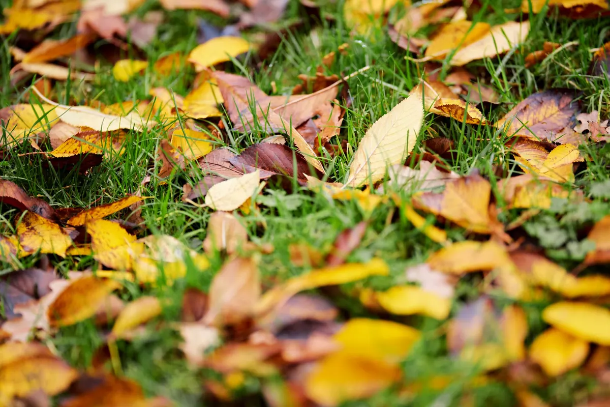 Autumn Garden Checklist: 12 Jobs to Prepare for Winter