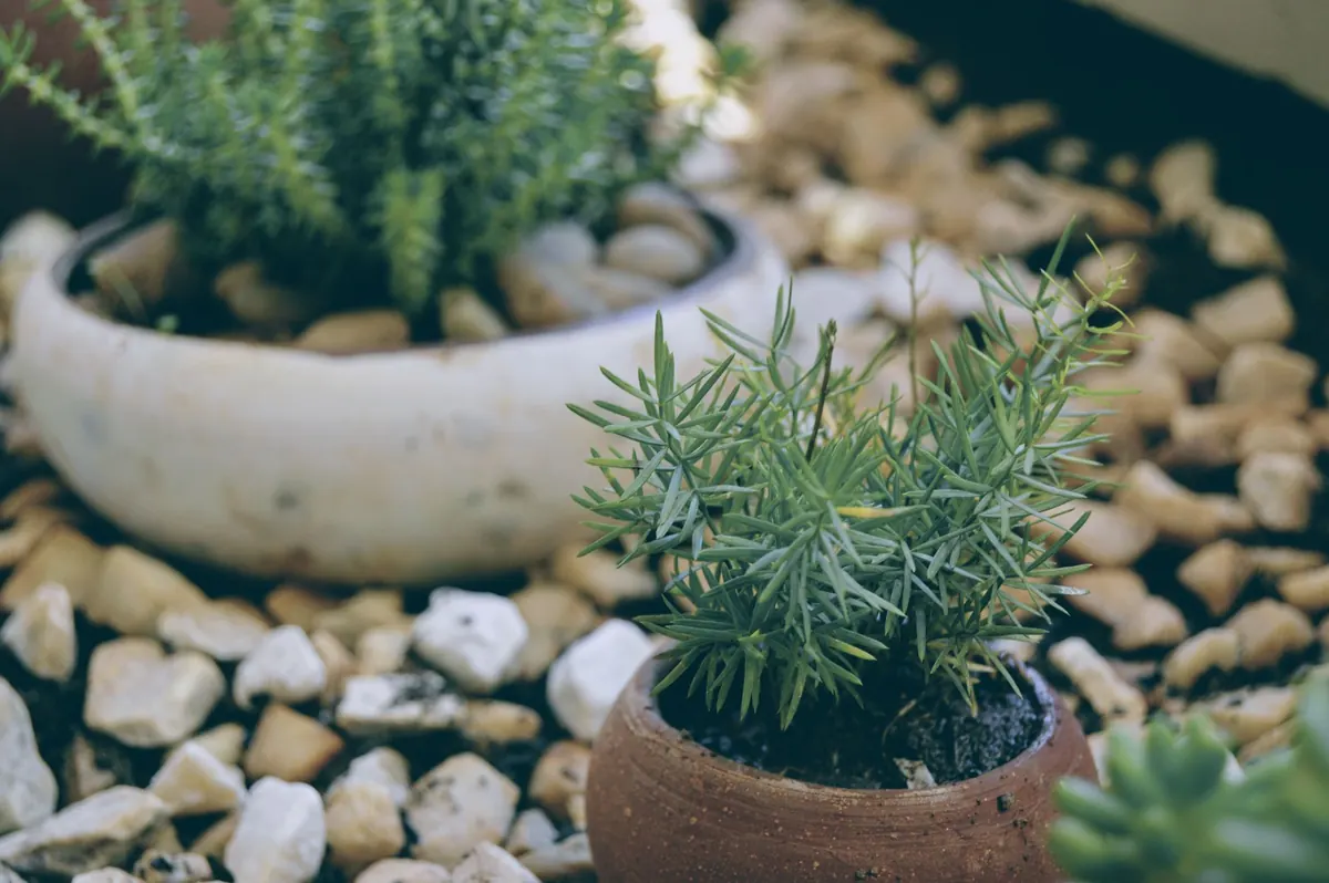Low-Maintenance Landscaping Ideas for Busy Homeowners
